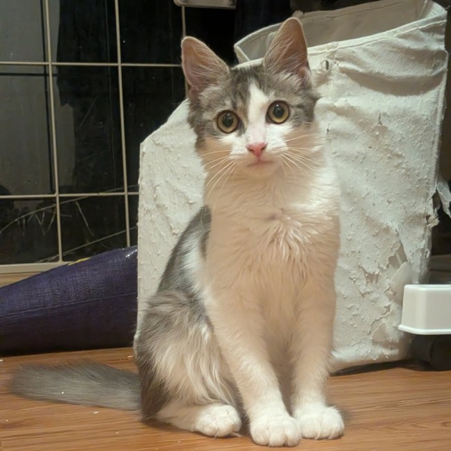 Photo of Prase