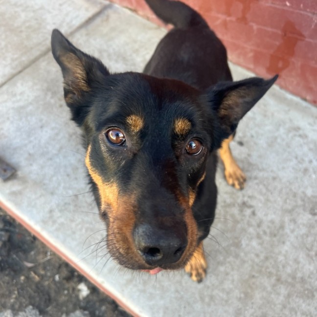 Photo of Boomer