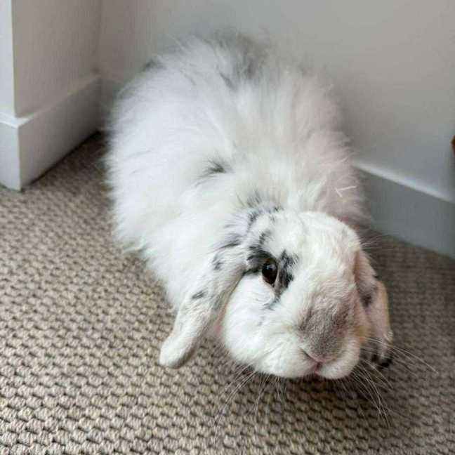 Photo of Pepper