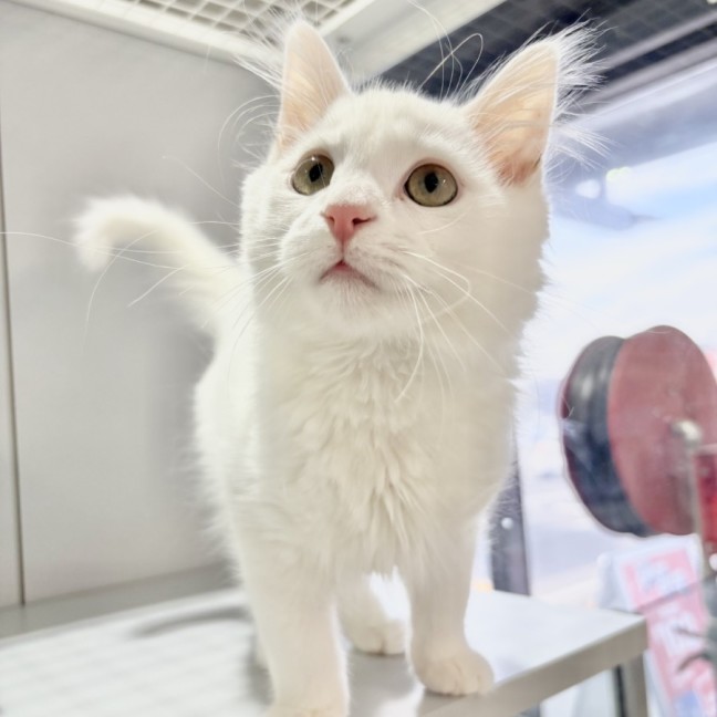 Photo of Marshmellow