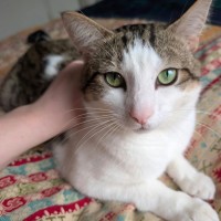 Photo of Pippin 