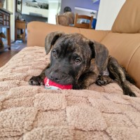 Photo of Reggie