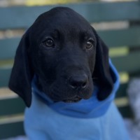 Photo of Fair Dinkum