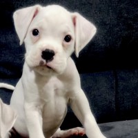 Photo of Jax 🐻🐾