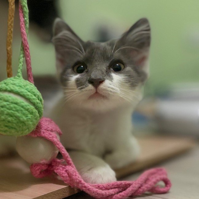 Photo of 🩷 Coco 🩷