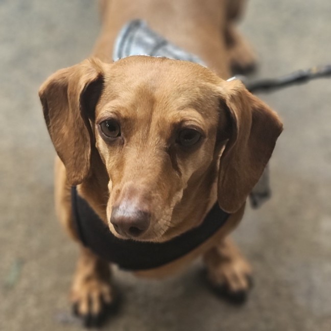 Photo of Chanel