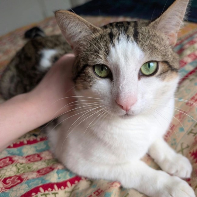 Photo of Pippin 