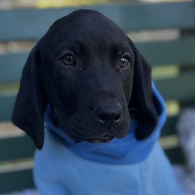 Photo of Fair Dinkum