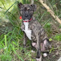 Photo of Amos