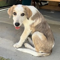 Photo of Clyde