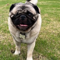 Photo of Rambo