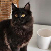 Photo of Buster ^^Dandy Cat Rescue^^