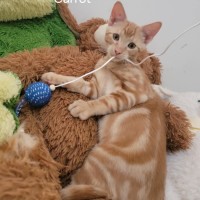 Photo of Carrot