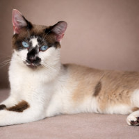 Photo of Malakia * 9 Lives Project Rescue*