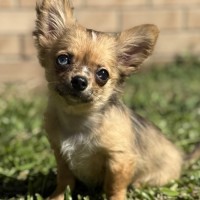 Photo of Pip