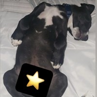 Photo of Domino