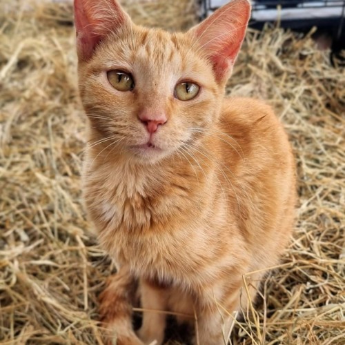 Holly 🎄 - Domestic Short Hair (DSH) Cat