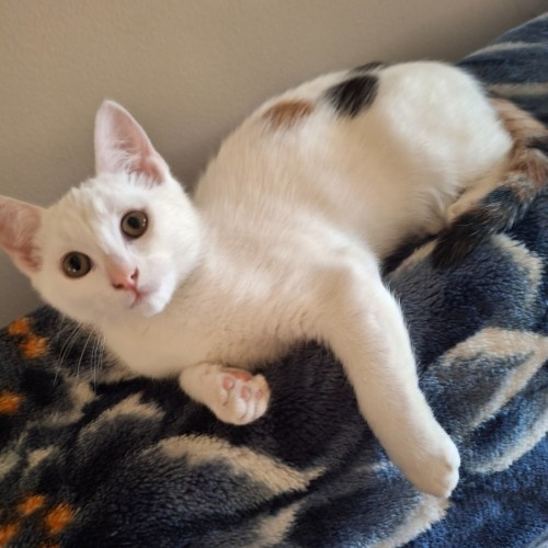 Pearl - Domestic Short Hair (DSH) Cat