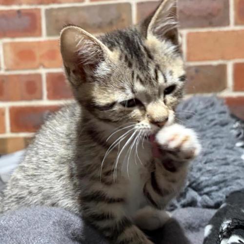 Bella - Domestic Short Hair (DSH) Cat