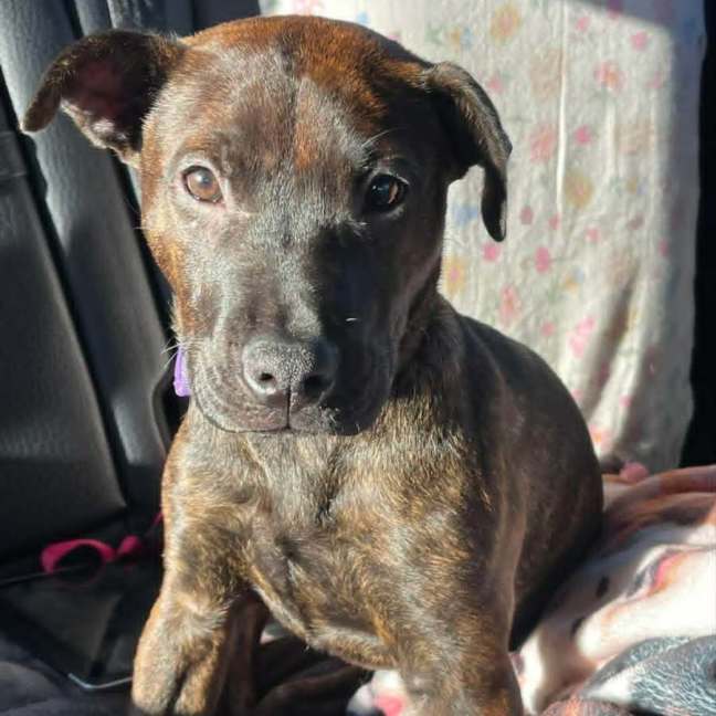 Photo of Ruby
