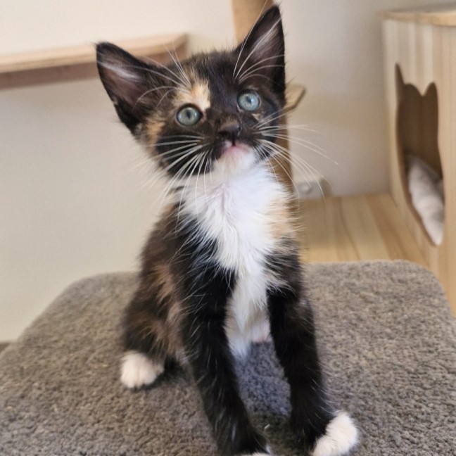 Photo of C1515 Shelly