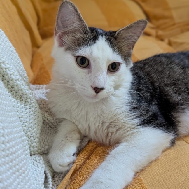 Photo of Enzo