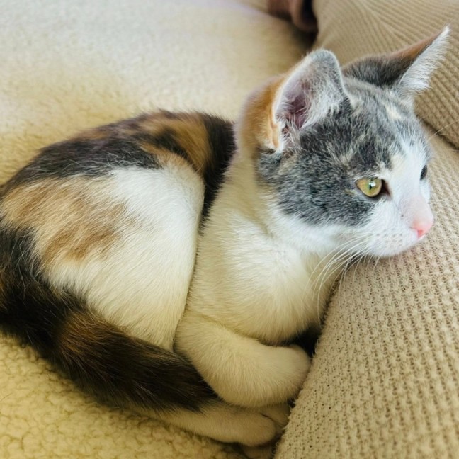 Photo of Lola