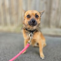 Photo of Benji