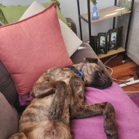 Photo of Maverick 🐴 1.5yo, Staffy X Rotti(on Trial 8/11/25