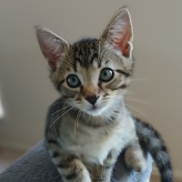 Photo of Spotty
