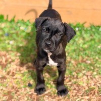 Photo of Mastiff