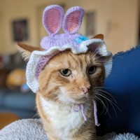 Photo of Cheeto   Located In Coburg