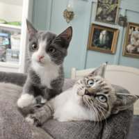 Photo of Cream & Galaxy