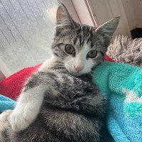 Photo of Poppy
