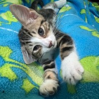 Photo of Merigold