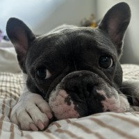 Photo of Dolly 