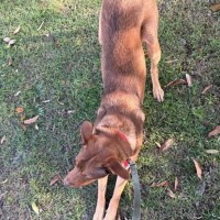 Photo of Bandit
