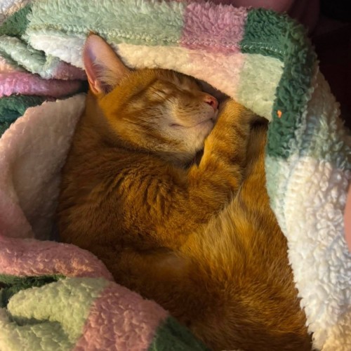 Mozart - Domestic Short Hair (DSH) Cat