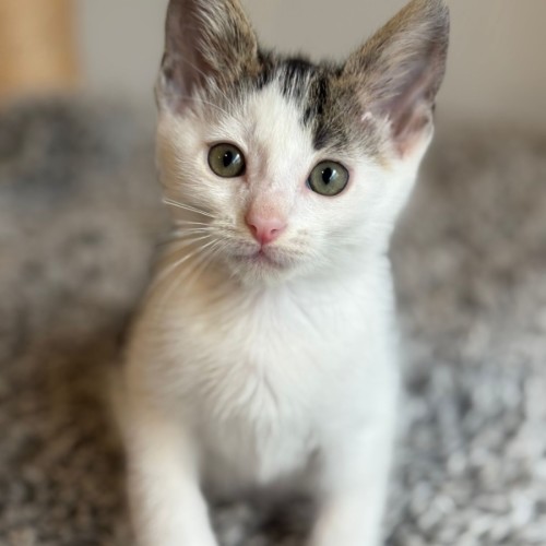 Chip - Domestic Short Hair (DSH) Cat