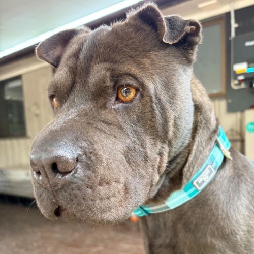 Houdini - Shar Pei Dog