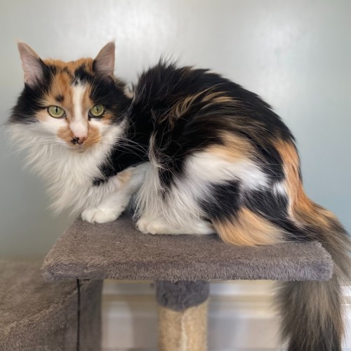 Addie - Domestic Medium Hair (DMH) Cat
