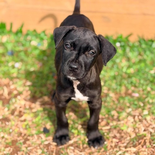Mastiff - Mastiff Dog