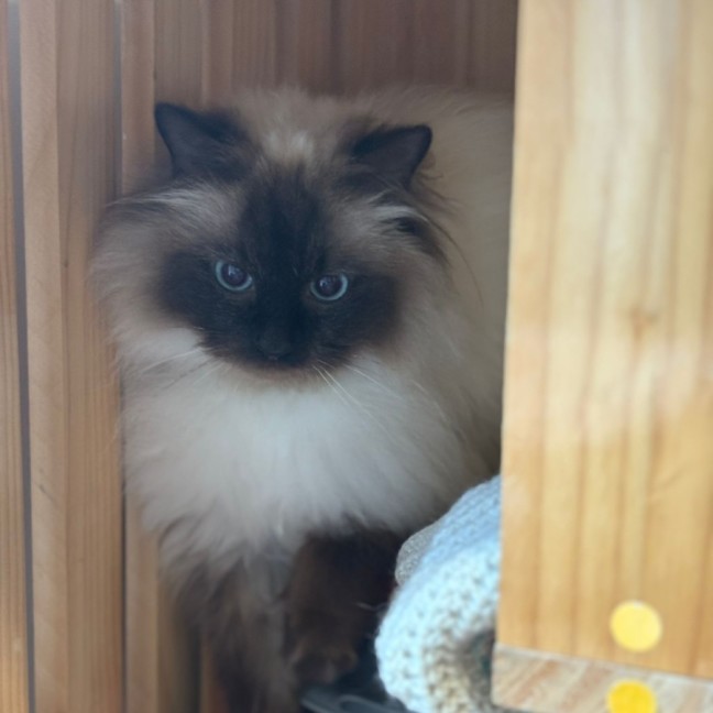 Photo of Shiloh