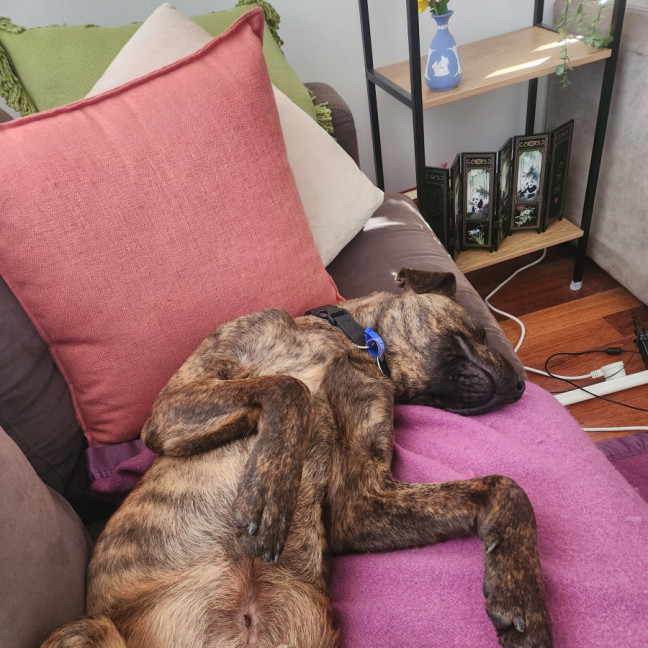 Photo of Maverick 🐴 1.5yo, Staffy X Rotti(on Trial 8/11/25