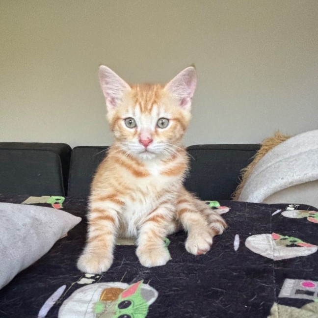 Photo of Cookie