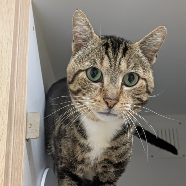 Photo of 🎅 Grinch 6743 🎅