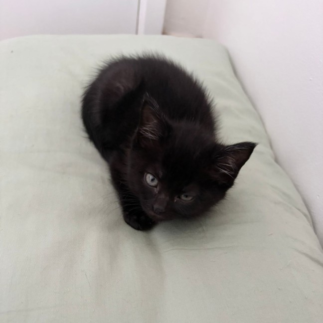 Photo of Jetsam