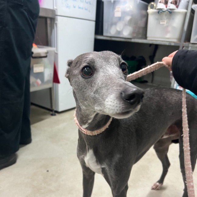 Photo of Astro (Bonded With Leo)