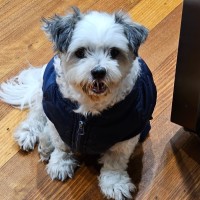 Photo of Sindoo & Bindoo