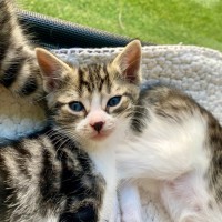 Photo of C1390 Basil